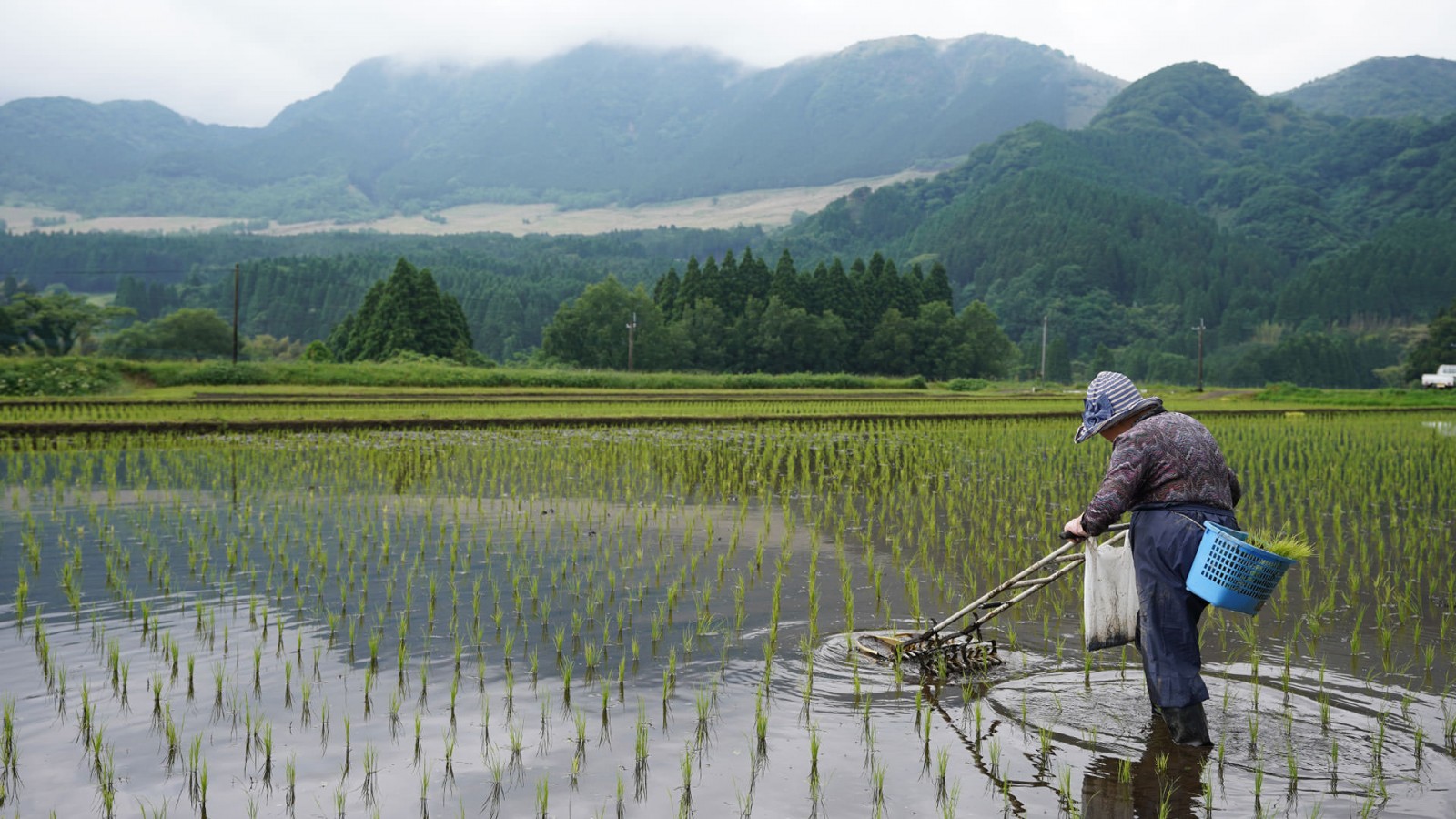 自然栽培 くず米 令和6年産 送料込み 令和6年産 くず米 19kg 自然