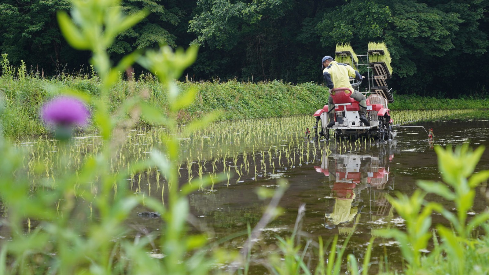 令和7年度産 毛利秀幸さんのお米