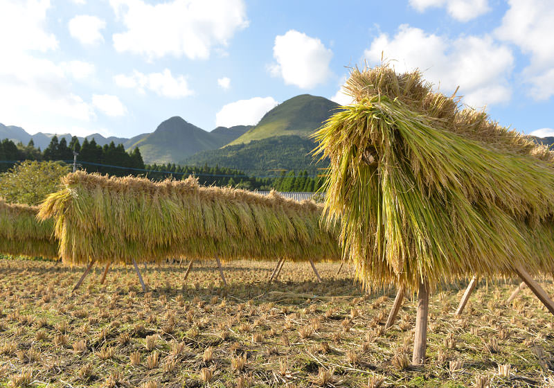  山と稲のコントラスト。会の名前の由来にもなっている阿蘇北外輪山に、掛け干しの風景はよく似合う