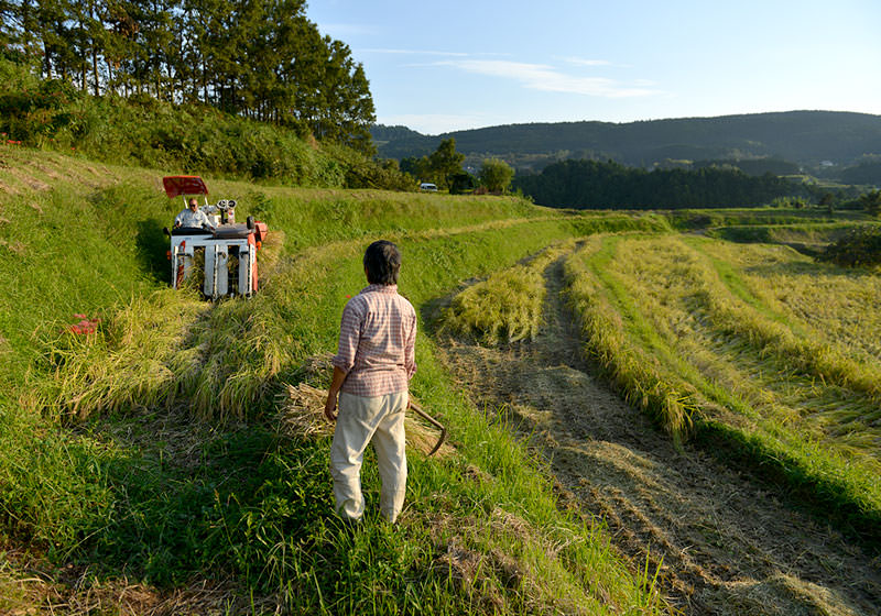 本来は2条刈りくらいがちょうど良いであろう細長い田んぼを、北野さんはこれまでの経験を元に何とか稲を刈る。