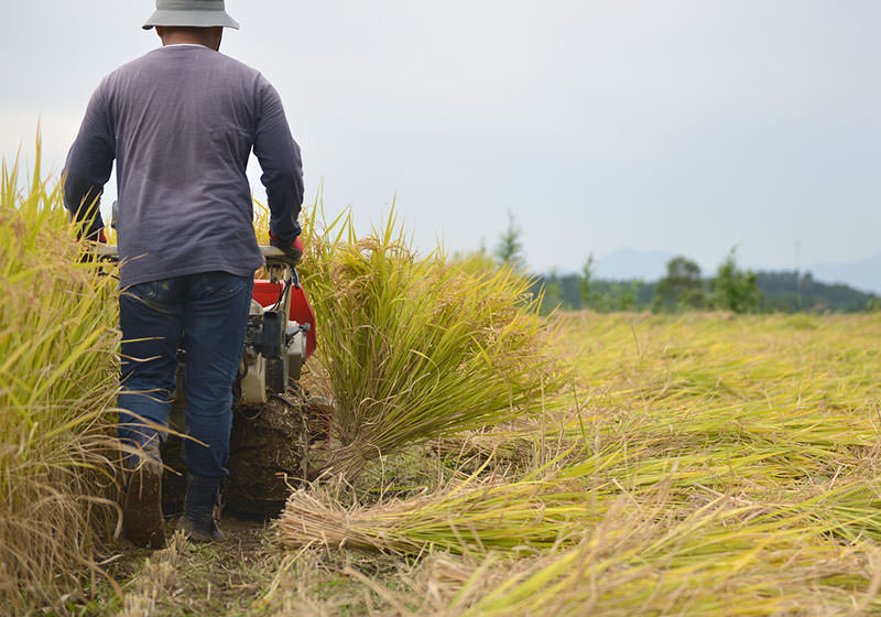 バインダーは稲を一定量を紐でまとめながら刈り取っていく便利な機械。しかし紐が絡まったりと難しい一面も。