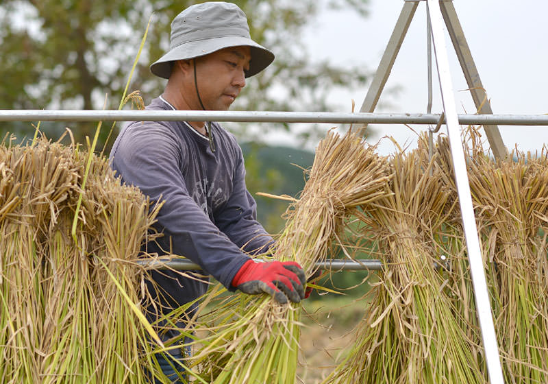 稲を棒に引っ掛けるようにして掛けていく。アルミ製の稲干台は3段あるので1台でかなりの数の稲を掛けられる。