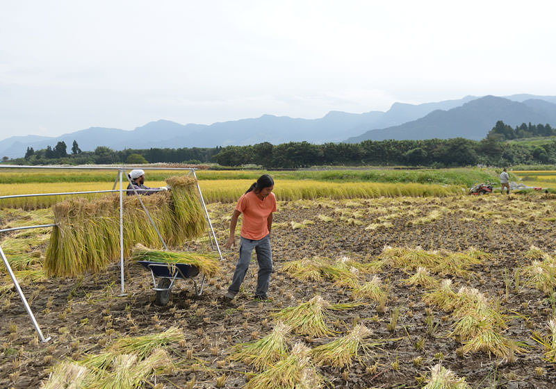 大森さんが稲を刈る傍ら、ご友人たちは稲干台を組み立て稲を掛けていく。皆さん毎年お手伝いにくるので手慣れたもの。