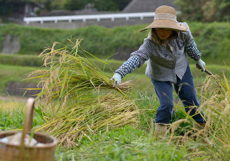 明美さんは田の隅を手刈り。四角い形の田んぼではないので、田の入り口を含め、結構手刈りする箇所が多い。