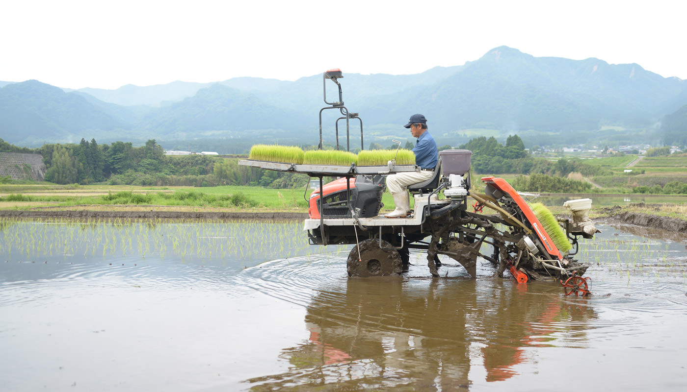 田植えを行う笠野さん。