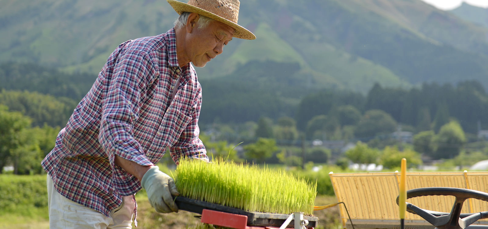 田植えする荒牧さん