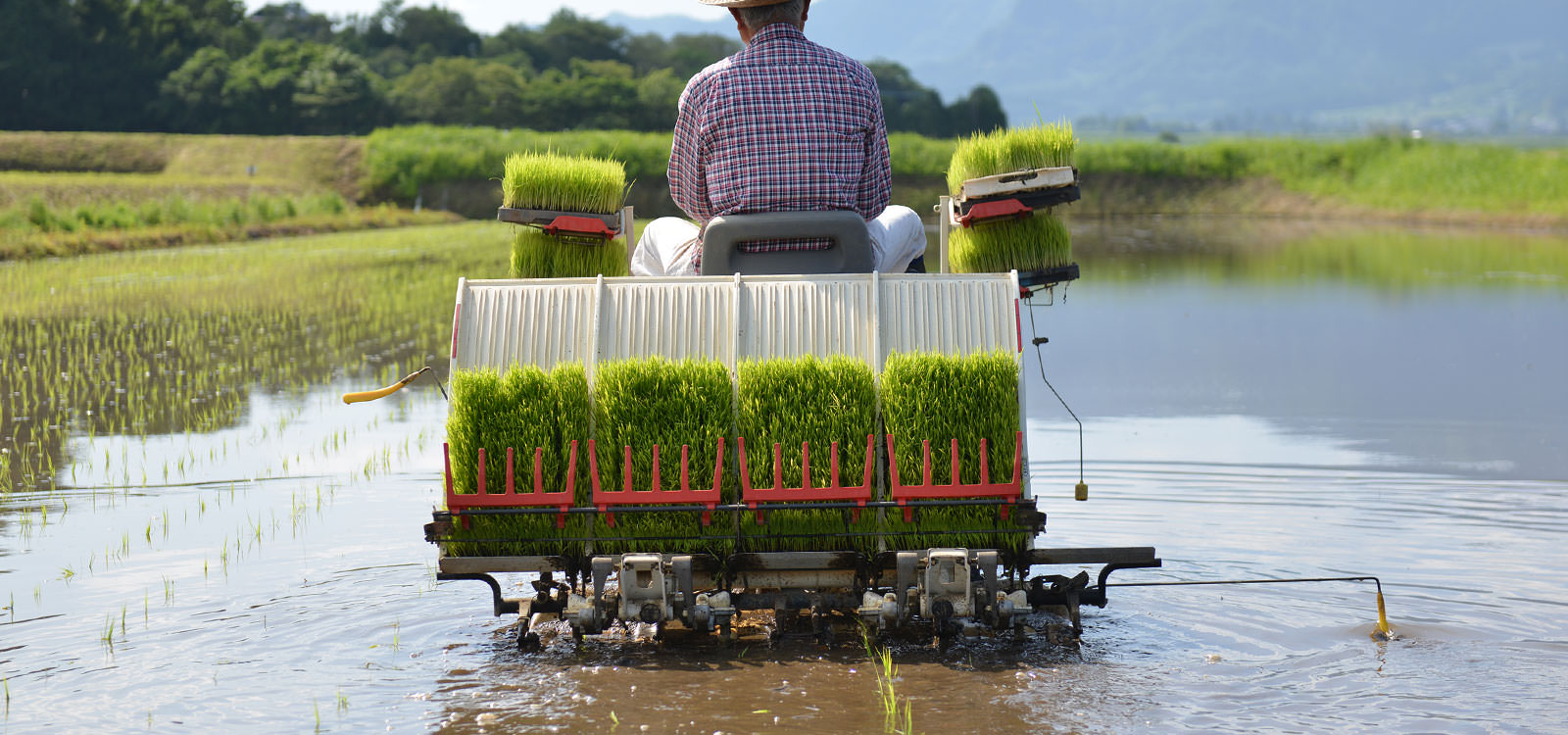 田植えする荒牧さん