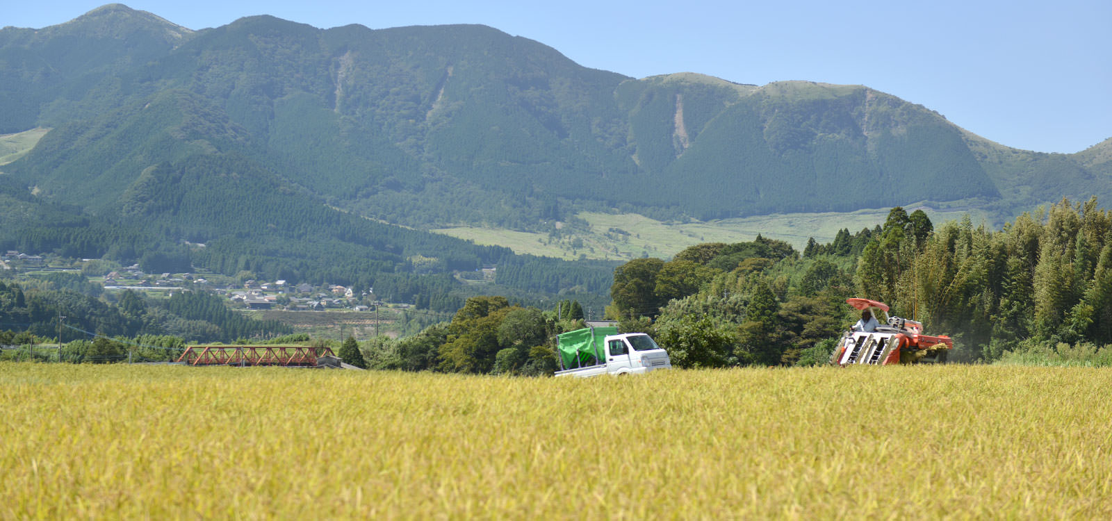 稲刈りする荒牧武治さんの田んぼ。