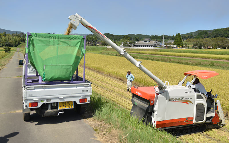 今年もまずまずの収量を確保できそうだ
