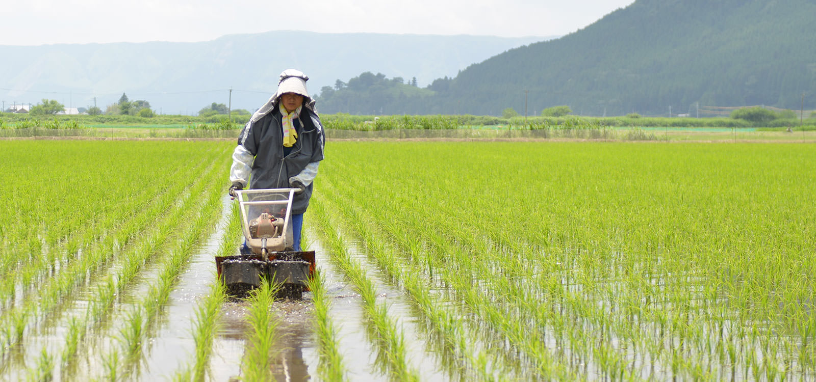 後藤明子さんが作る、アイガモ農法コシヒカリ。