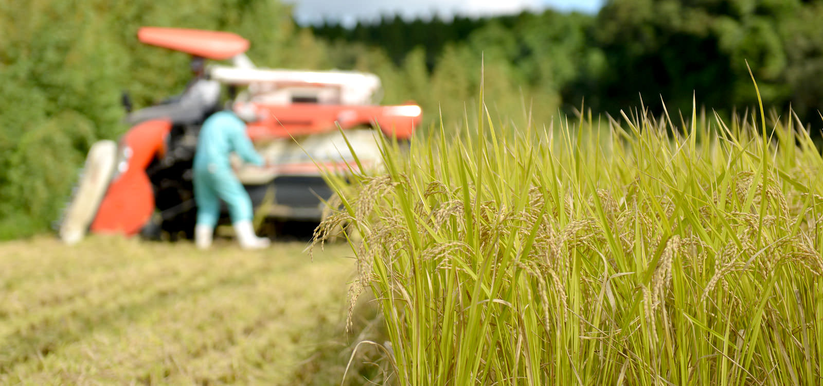 緒方孝行さんが作る、無農薬・無施肥栽培米。