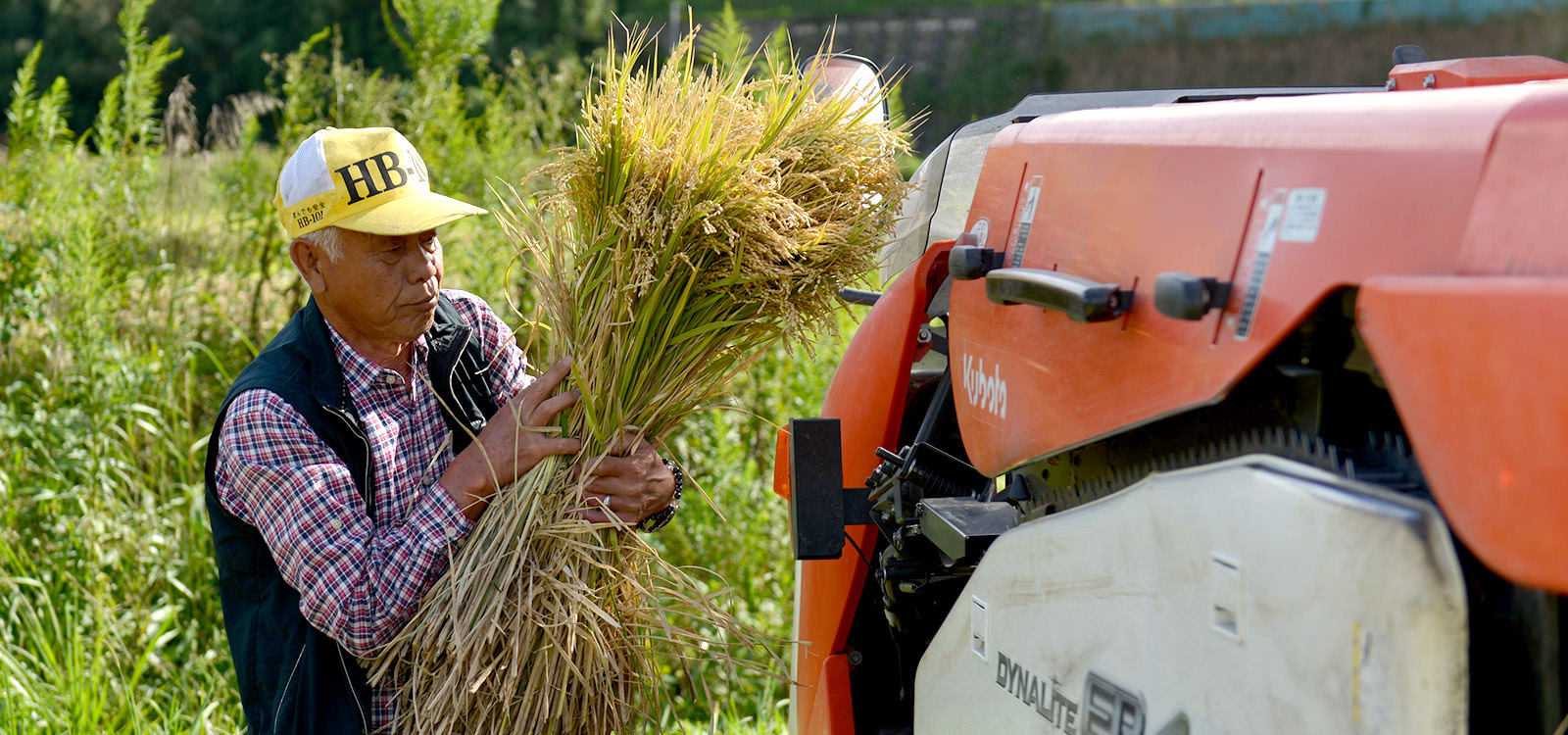コンバインに稲をかける。