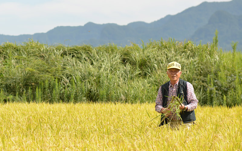 ヒエを手刈りする荒牧さん