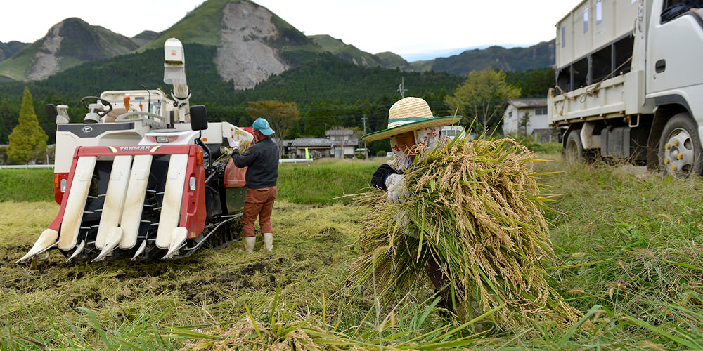 手刈りした稲を抱える祐一さんのお母さん。