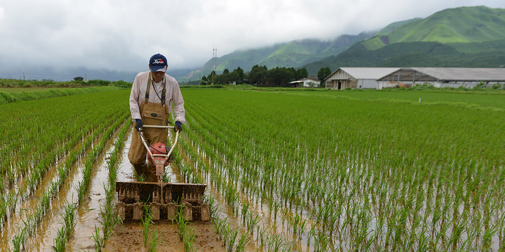除草する荒井弘さん。