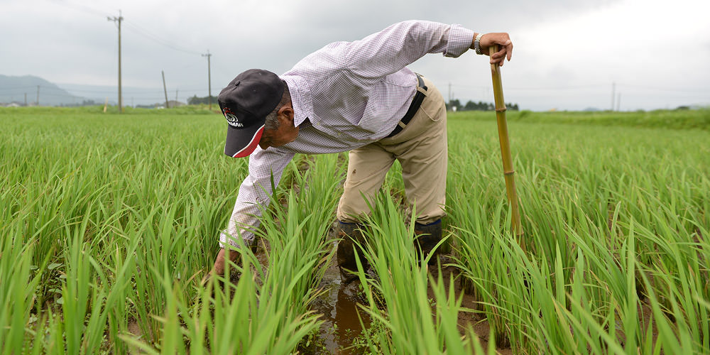 除草する中川敬士さん。