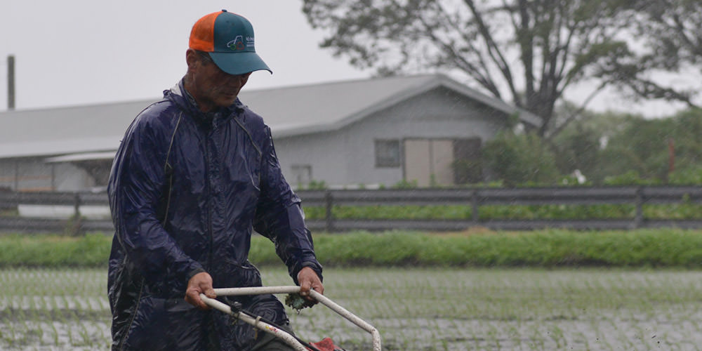 大雨の中を除草する坂梨寿良さん。