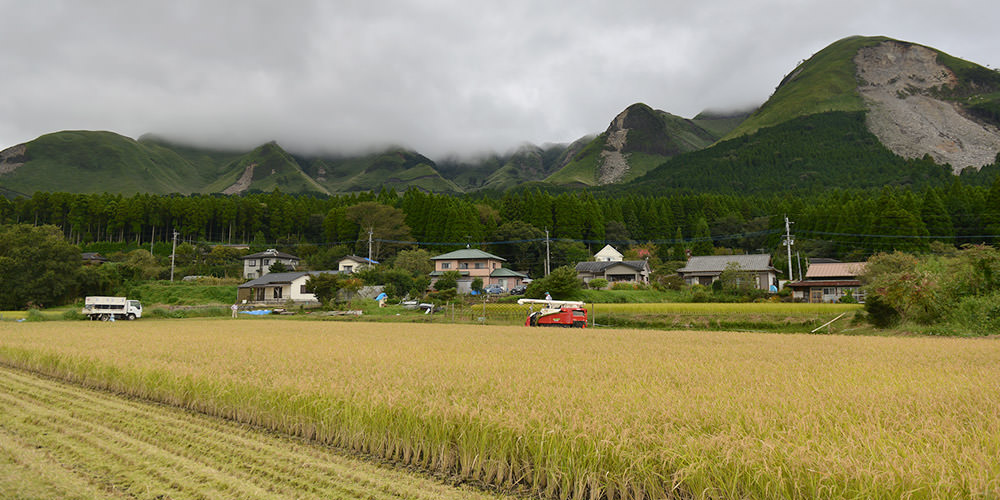 荒井さんの田んぼの稲刈り。