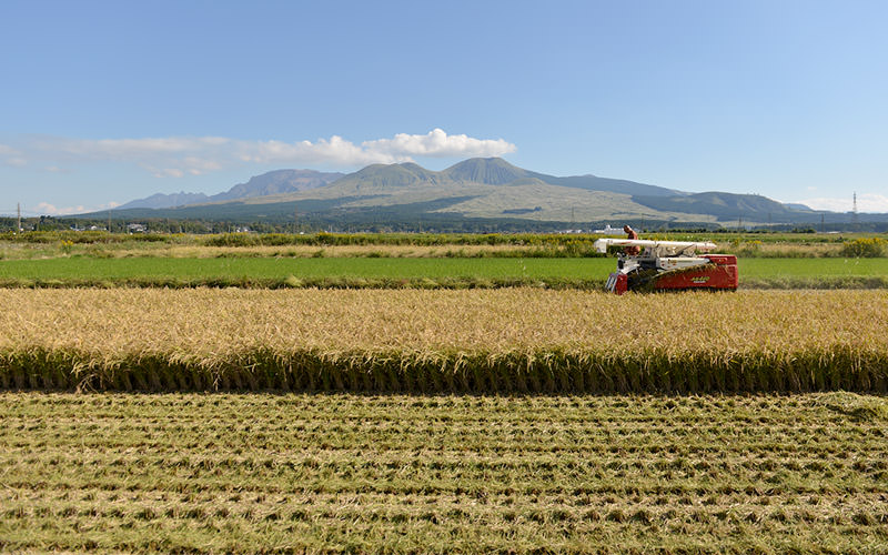 稲刈りする坂梨寿良さん。