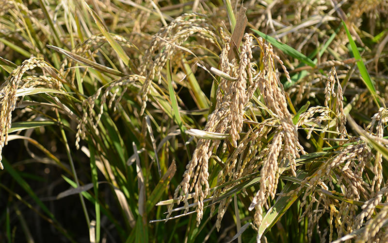 収穫時の森のくまさん。