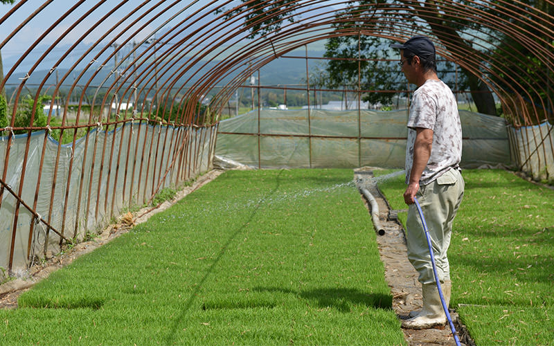 水やりをする坂梨寿良さん。