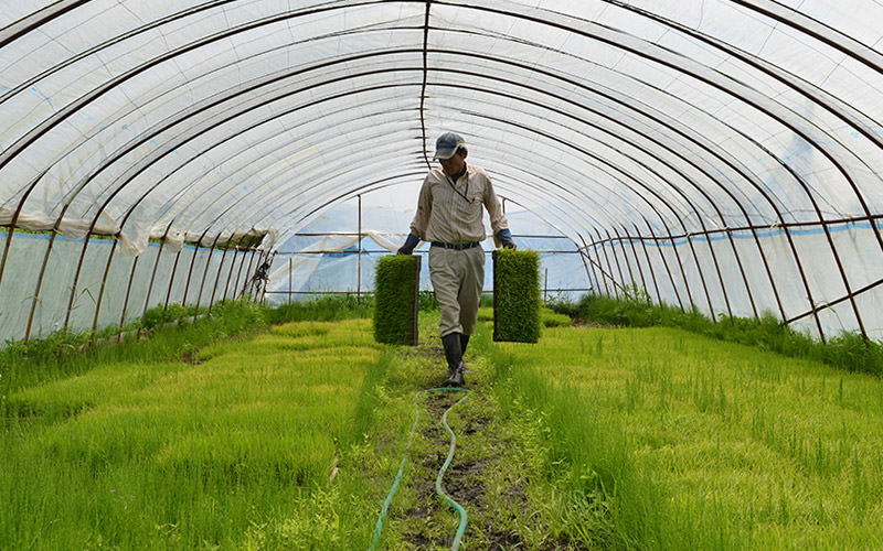 苗を運ぶ荒井弘さん。