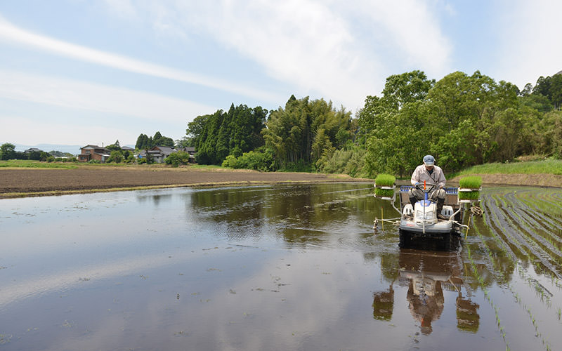 田植えを行っている様子。