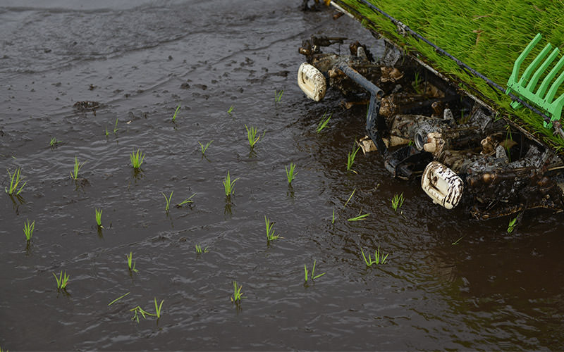 苗を植え付けている様子。