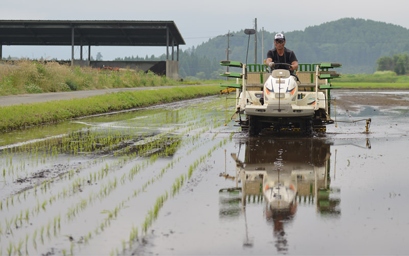 田植えをする様子。