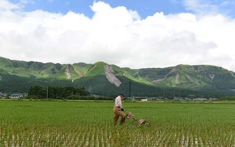 広い田んぼを一人で除草する。