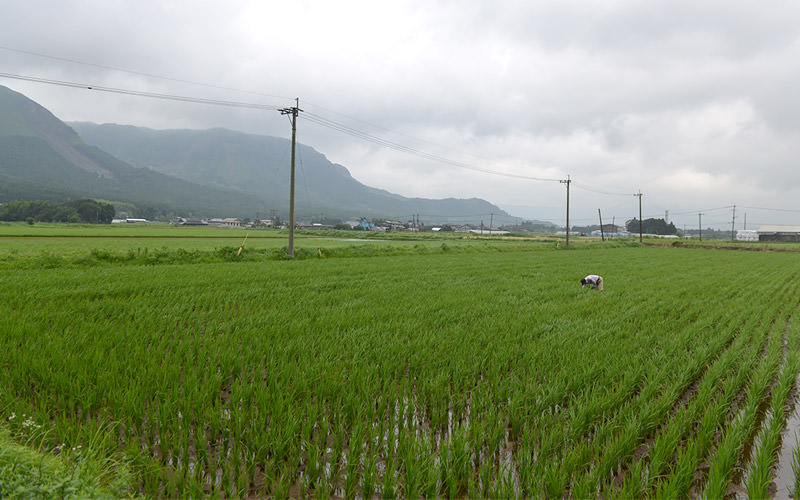 30アールの田んぼを手除草する。
