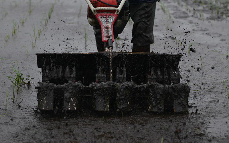 除草機で除草。