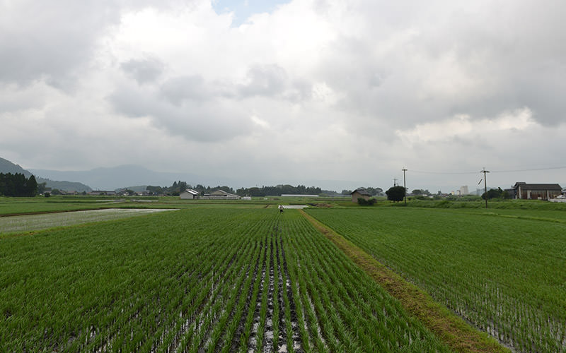 田んぼの面積は20aほど。