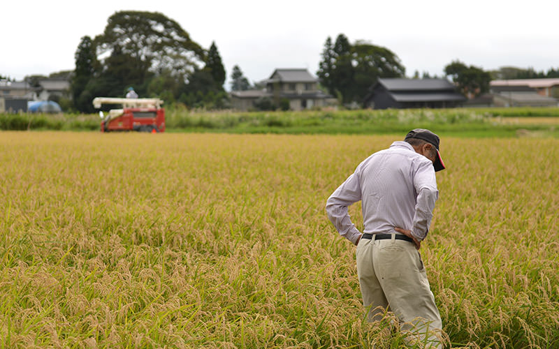 稲の様子を見る中川敬士さん。