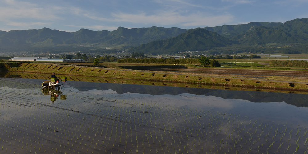 荒牧武治さんの田植え。