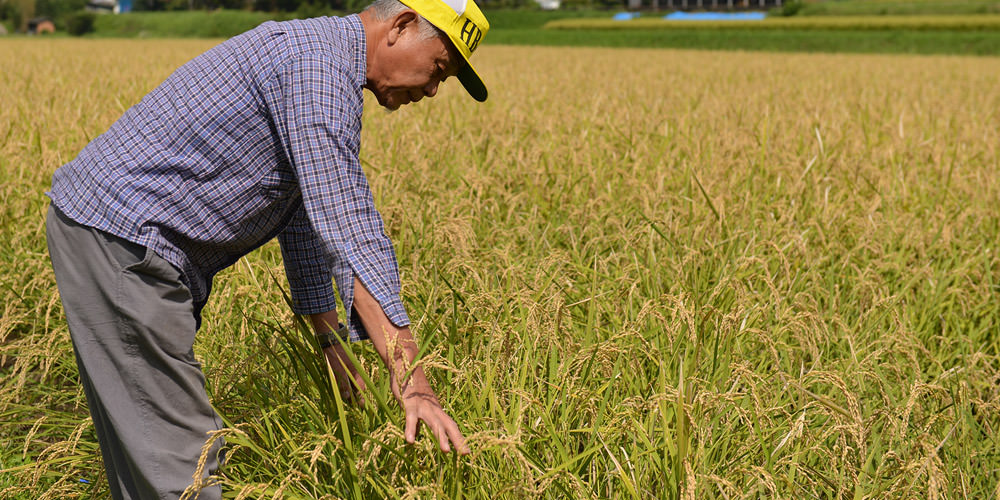 稲の登熟を調べる荒牧さん。