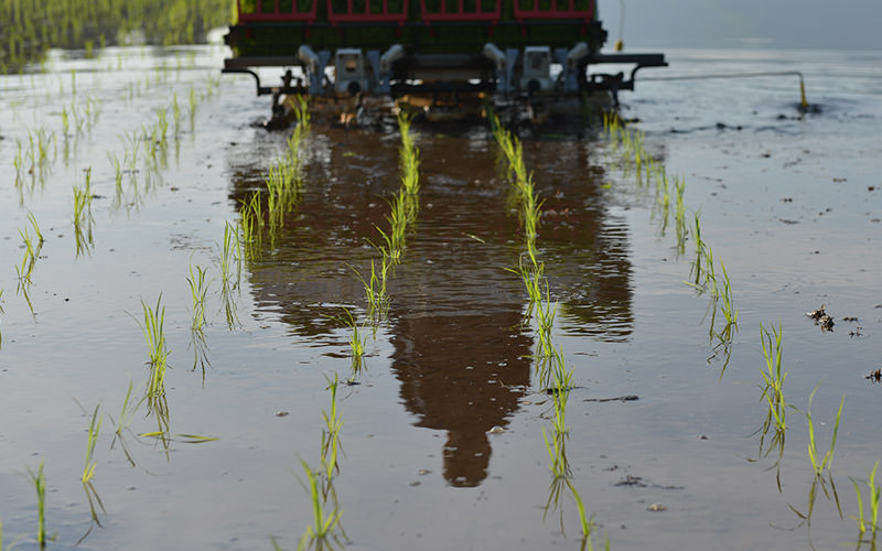 植えたての苗。
