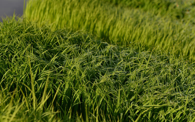 植える直前の苗。