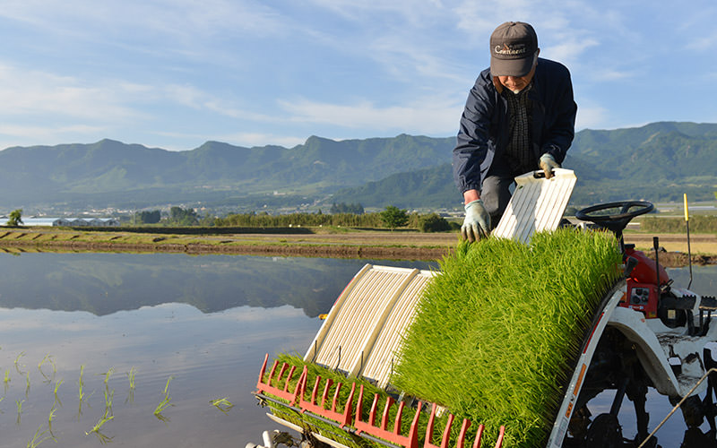 田植え機に苗を補給する。
