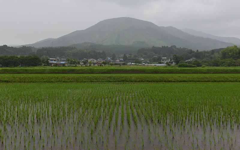 6月27日の稲の遠景。