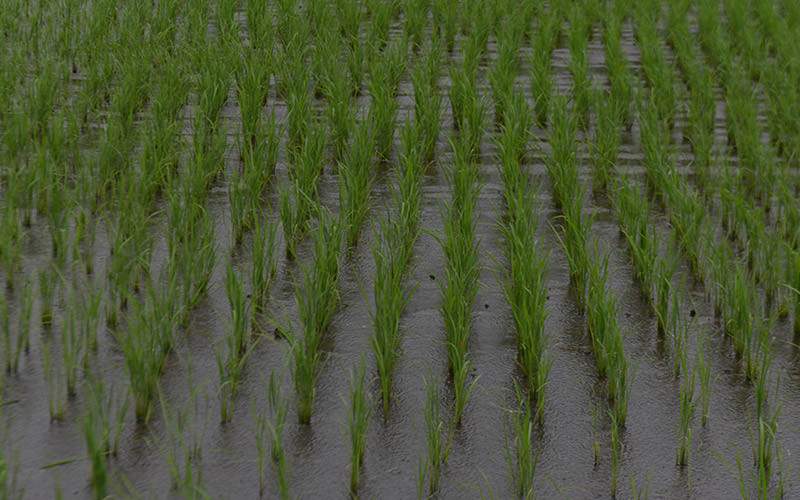 6月27日の稲の様子