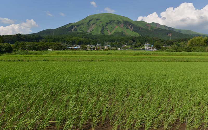 7月19日の稲の遠景。