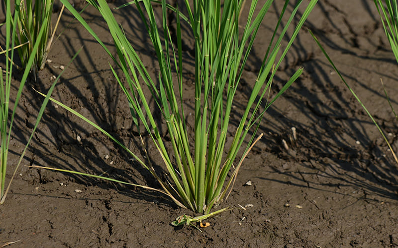 7月19日の稲の様子