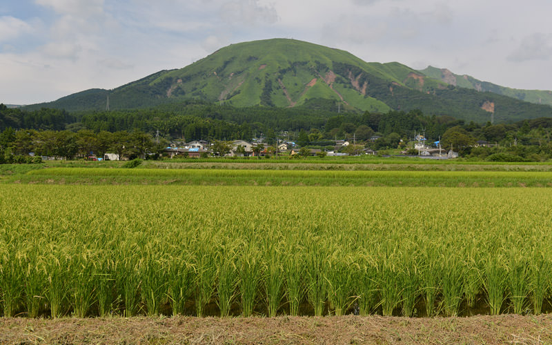 8月15日の稲の遠景