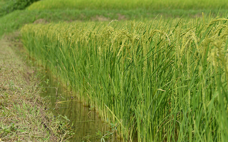 8月15日の稲の様子。