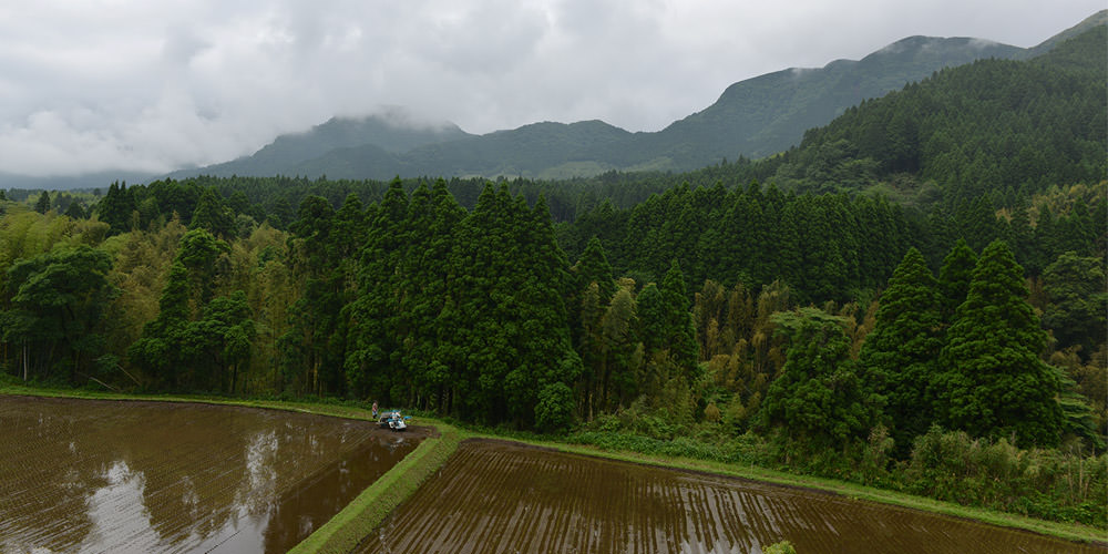 森に囲まれた藤原さんの田んぼ。