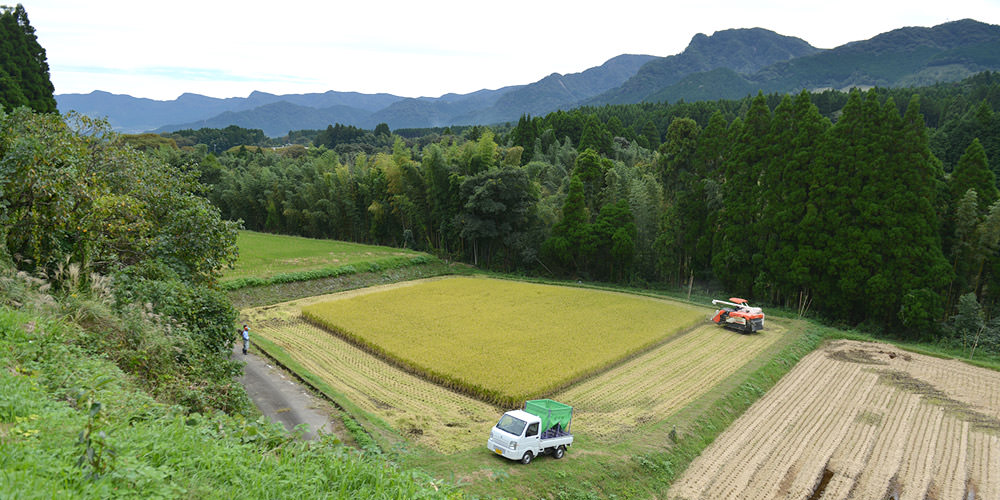 稲刈りを行う藤原さんの田んぼ。