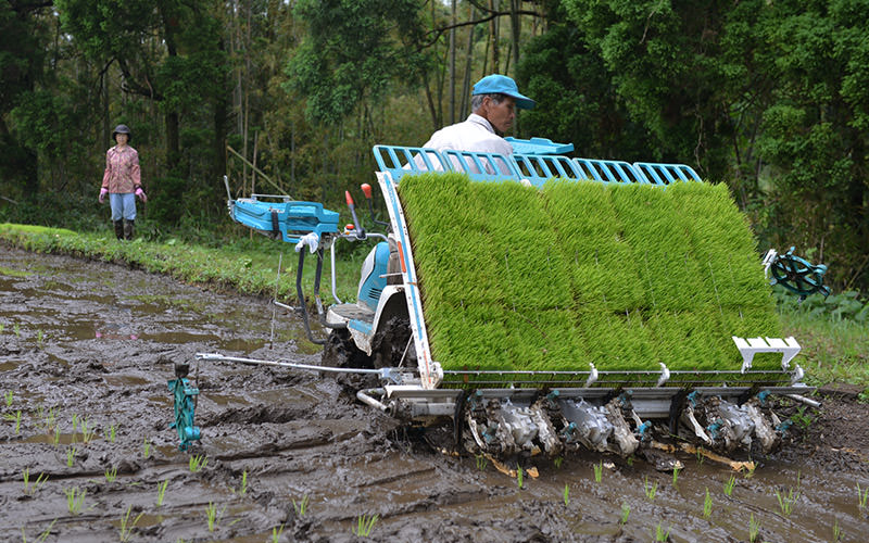 後ろを振り返りながら田植えを行う。