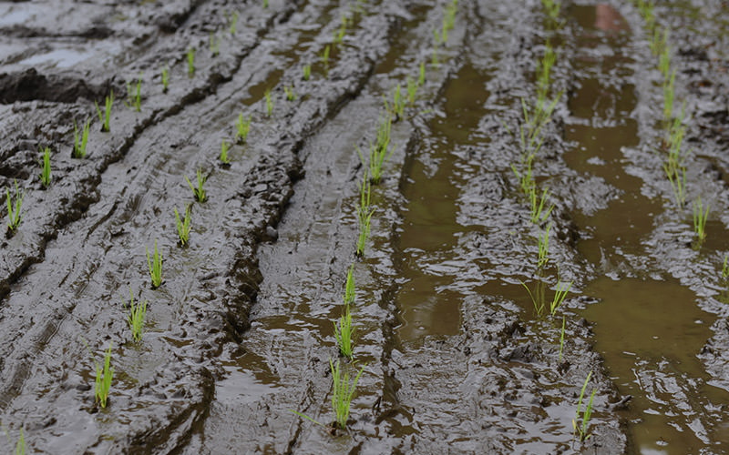 田植えした苗。