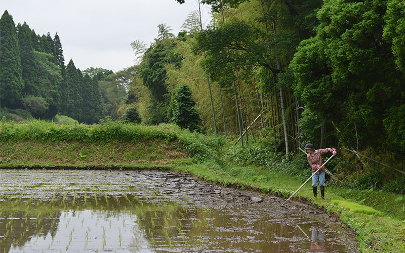 奥さんは土を均す作業。